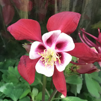 アクイレギア(西洋おだまき)