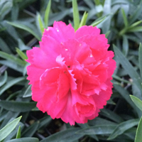 カーネーション