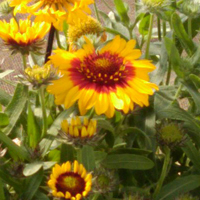 ガイラルディア