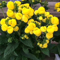 カルセオラリア