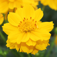 キバナコスモス