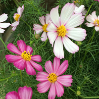 コスモス