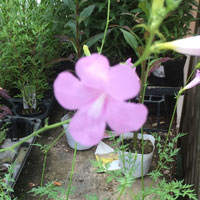 インカルビレア