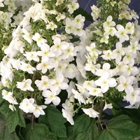 カシワバアジサイ