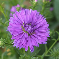 クジャクアスター