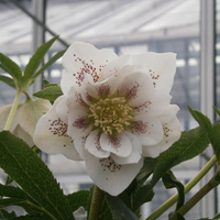 クリスマスローズ