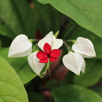 ゲンペイカズラ