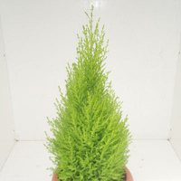 ゴールドクレスト