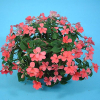 インパチェンス