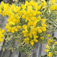 コロニア・バレンティア