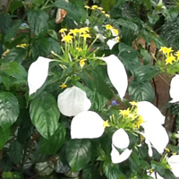 コンロンカ(ハンカチの木)