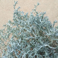 カロケファルス・シルバーブッシュ