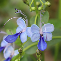 クレロデン ドロン