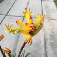 カンガルーポー / アニゴザントス