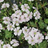 カーペットカスミソウ