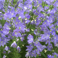 キャットミント