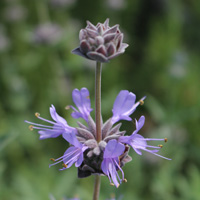 クレベラントセージ