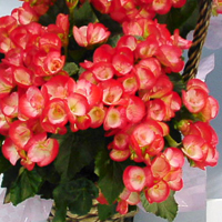 エラチオールベゴニア