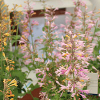 アガスターシェ