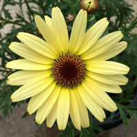 オステオスペルマム