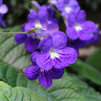 ストレプトカーパス