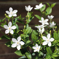 セイロンライティア