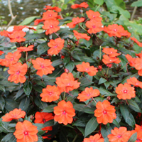 サンパチェンス