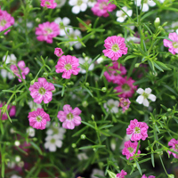 ジプソフィラ(カスミソウ)