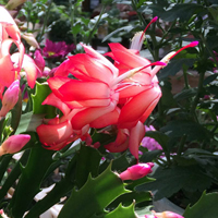 シャコバサボテン