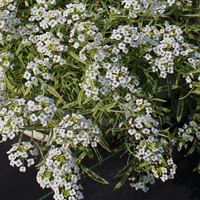 スーパーアリッサム