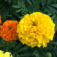 アフリカンマリーゴールド