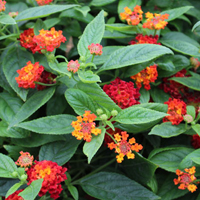 スーパーランタナ