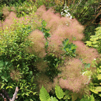 スモークツリー