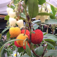 ストロベリーツリー