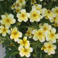 ウインターコスモス