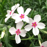 芝桜/シバザクラ