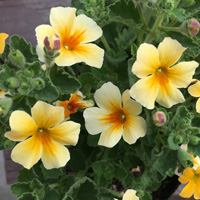 ジャメスブリタニア