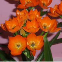 オーニソガラム