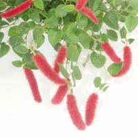 アカリファ・キャットテール