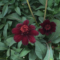 チョコレートコスモス