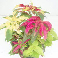 アマランサス(ハゲイトウ)