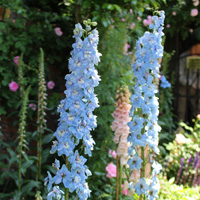 デルフィニウム