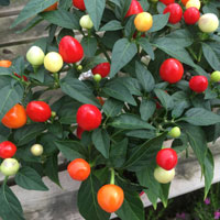 トウガラシ(観賞用)