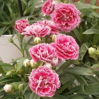 ダイアンサス・シネンシス