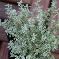 タイム(シルバータイム)