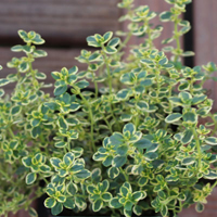 タイム(ゴールデンクイーンタイム)