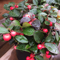 チェッカーベリー