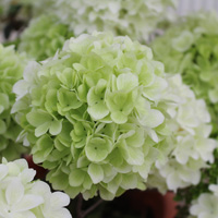 大輪ガマズミ・ステリーレ