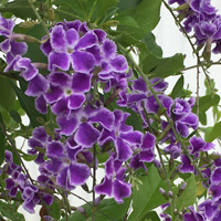 デュランタ・レペンス・宝塚