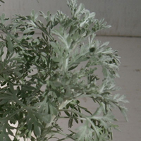 エチオピアン・アロマ